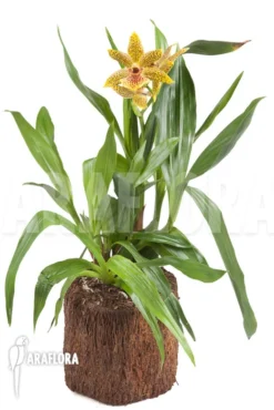 Orchid 'Propetalum 'Golden Bay'' -Green Haven Sales Store Propetalum Golden Bay 2