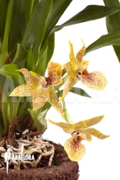 Orchid 'Propetalum 'Golden Bay'' -Green Haven Sales Store Propetalum Golden Bay 3