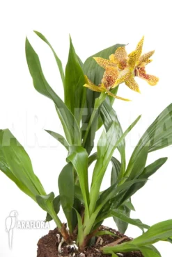 Orchid 'Propetalum 'Golden Bay'' -Green Haven Sales Store Propetalum Golden Bay 4