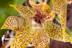 Orchid 'Propetalum 'Golden Bay'' -Green Haven Sales Store Propetalum Golden Bay 5