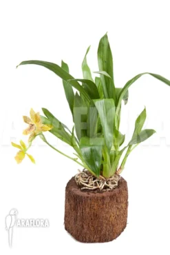 Orchid 'Propetalum 'Golden Bay'' -Green Haven Sales Store Propetalum Golden Bay 6