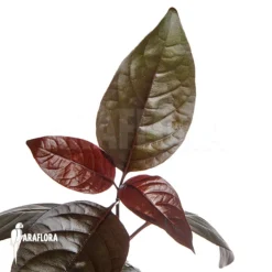 Black Leaf Shooting Star