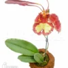 Orchid 'Psychopsis Papilio'