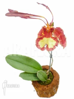 Orchid 'Psychopsis Papilio'
