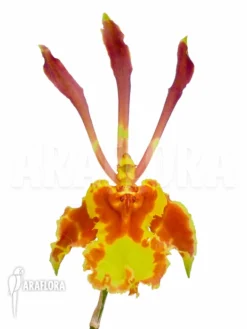 Orchid 'Psychopsis Papilio' -Green Haven Sales Store Psychopsis papilio 3