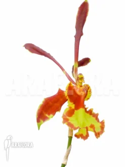Orchid 'Psychopsis Papilio' -Green Haven Sales Store Psychopsis papilio 4
