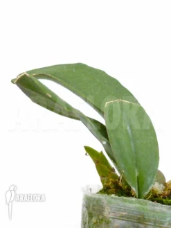 Orchid 'Psychopsis Papilio' -Green Haven Sales Store Psychopsis papilio 6