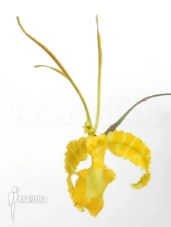 Orchid 'Psychopsis X Kalihi (kramerianum X Papilio)'