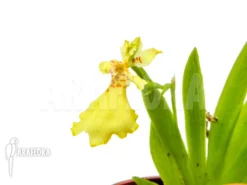 Orchid 'Psygmorchis Pusilla'