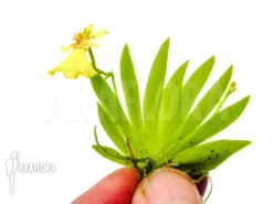 Orchid 'Psygmorchis Pusilla' -Green Haven Sales Store Psygmorchis pusilla 2