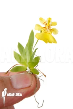 Orchid 'Psygmorchis Pusilla' 'S'