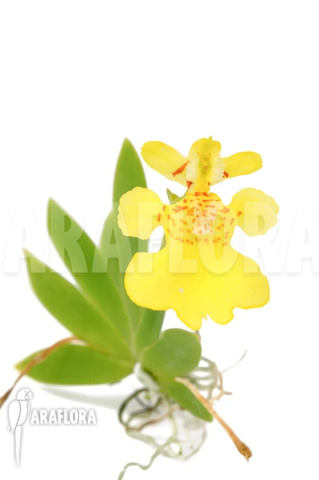 Orchid 'Psygmorchis Pusilla' 'S' 2 Orchid 'Psygmorchis Pusilla' 'S' - Image 2