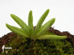 Orchid 'Pteroceras Semiteretifolium'