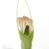 Orchid 'Pterostylis Ophioglossa'