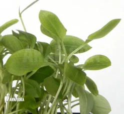 Orchid 'Pterostylis Ophioglossa' 7 Orchid 'Pterostylis Ophioglossa' -Green Haven Sales Store Pterostylis ophioglossa 2