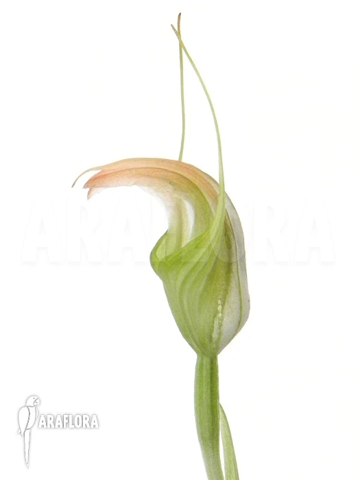 Orchid 'Pterostylis Ophioglossa' 3 Orchid 'Pterostylis Ophioglossa' - Image 3