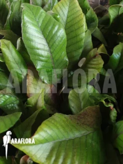 Pyrrosia Christii Clone A