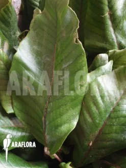 Pyrrosia Christii Clone B