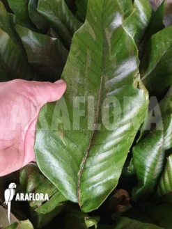 Pyrrosia Christii Clone B -Green Haven Sales Store Pyrrosia christii clone B 3