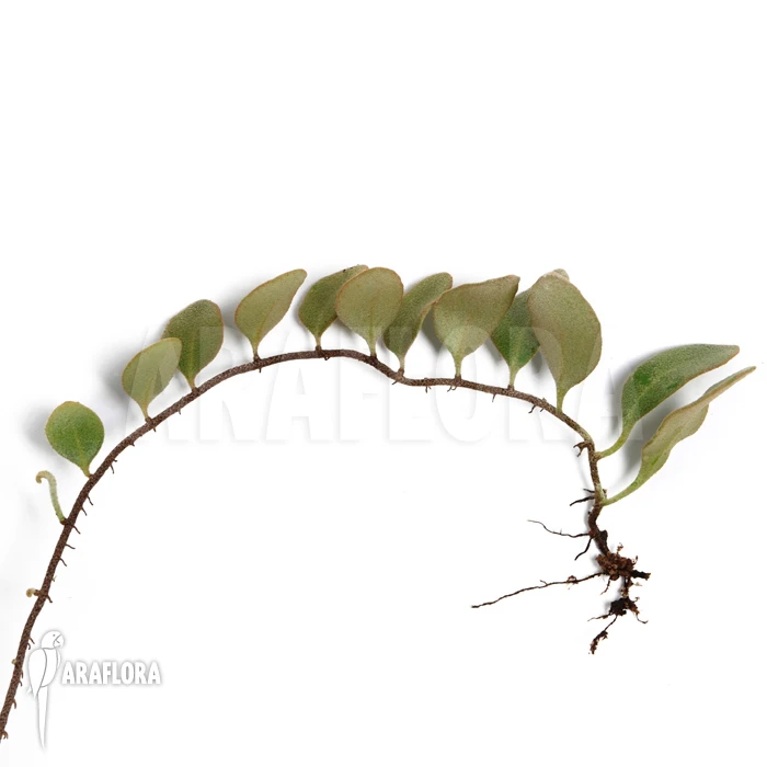 Pyrrosia Lanceolata 1 Pyrrosia Lanceolata