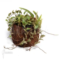 Pyrrosia Lanceolata 5 Pyrrosia Lanceolata -Green Haven Sales Store Pyrrosia lanceolata 2