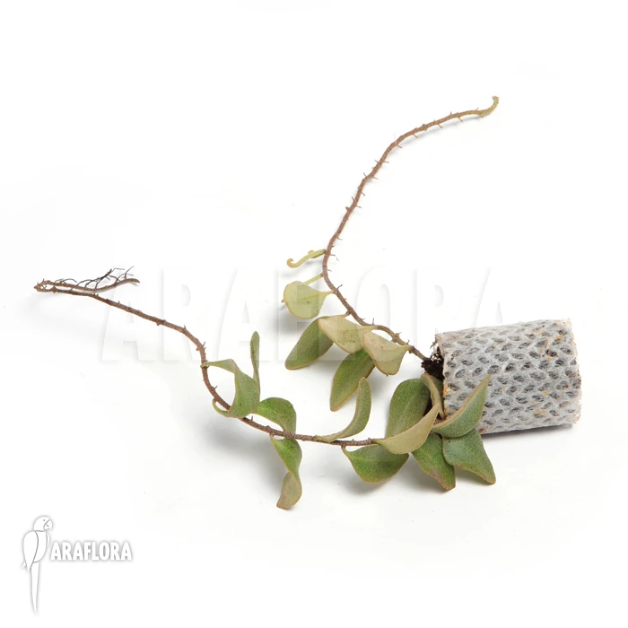 Pyrrosia Lanceolata 2 Pyrrosia Lanceolata - Image 2