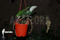 Tongue Fern 'Pyrrosia Lingua' -Green Haven Sales Store Pyrrosia lingua 03