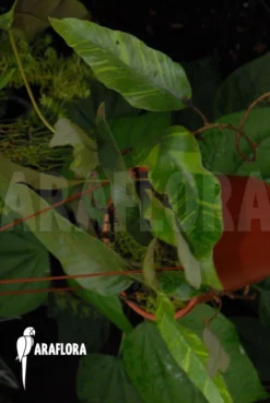 Tongue Fern 'Pyrrosia Lingua' -Green Haven Sales Store Pyrrosia lingua 04