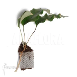 Tongue Fern 'Pyrrosia Lingua' -Green Haven Sales Store Pyrrosia lingua 2