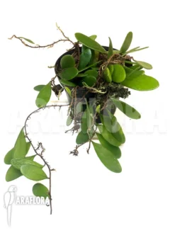 Pyrrosia Piloselloides