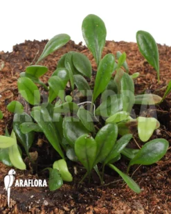 Tongue Fern 'Pyrrosia Serpens'