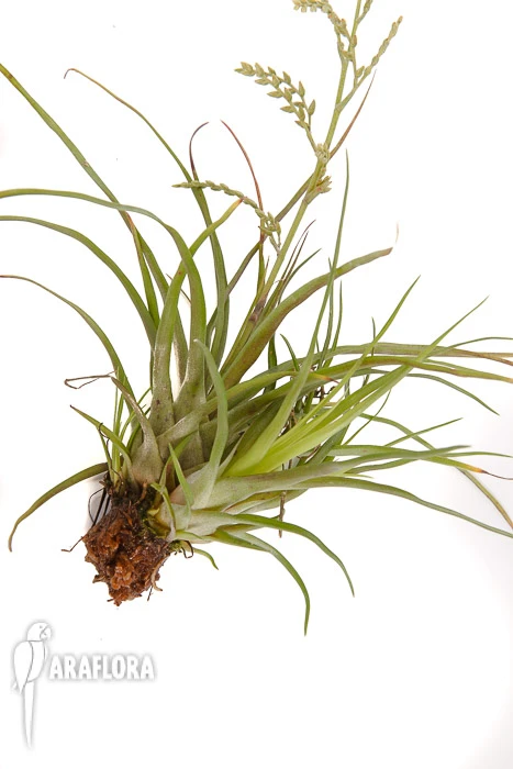 Bromeliad 'Racinaea Parviflora' 1 Bromeliad 'Racinaea Parviflora'