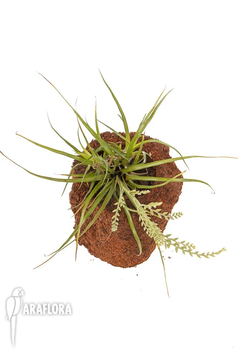 Bromeliad 'Racinaea Parviflora' 2 Bromeliad 'Racinaea Parviflora' - Image 2