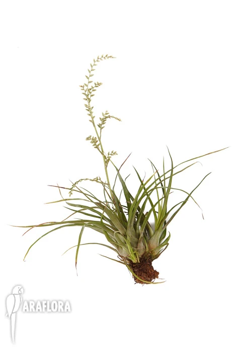 Bromeliad 'Racinaea Parviflora' 3 Bromeliad 'Racinaea Parviflora' - Image 3