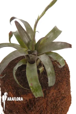 Bromeliad 'Racinaea Spiculosa' 'Starter'