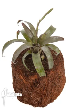Bromeliad 'Racinaea Spiculosa' 'Starter' -Green Haven Sales Store Racinaea spiculosa Starter 2