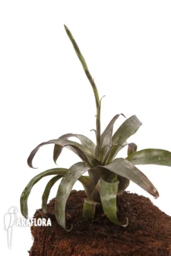 Bromeliad 'Racinaea Spiculosa' 'Starter' -Green Haven Sales Store Racinaea spiculosa Starter 4