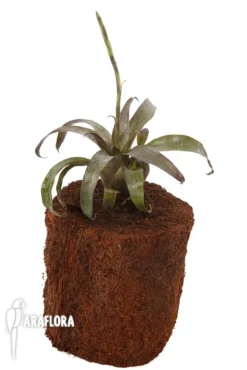 Bromeliad 'Racinaea Spiculosa' 'Starter' -Green Haven Sales Store Racinaea spiculosa Starter 5