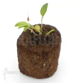 Orchid 'Restrepia Antennifera' -Green Haven Sales Store Restrepia antennifera 2