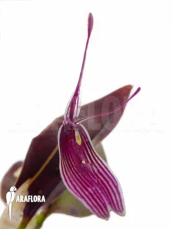Orchid 'Restrepia Antennifera' -Green Haven Sales Store Restrepia antennifera 5