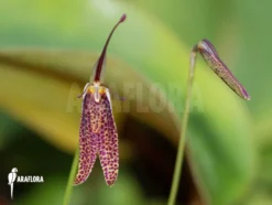 Orchid 'Restrepia Guttulata'