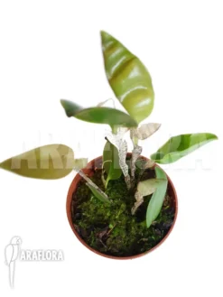 Orchid 'Restrepia Mohrii'