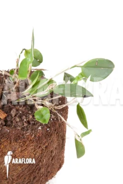 Orchid 'Restrepia Striata' -Green Haven Sales Store Restrepia striata 3