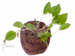 Orchid 'Restrepia Trichoglossa'