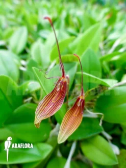 Orchid 'Restrepia Trichoglossa' -Green Haven Sales Store Restrepia trichoglossa 3