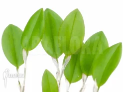 Orchid 'Restrepia Trichoglossa' -Green Haven Sales Store Restrepia trichoglossa 4