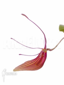 Orchid 'Restrepia Trichoglossa' -Green Haven Sales Store Restrepia trichoglossa 5