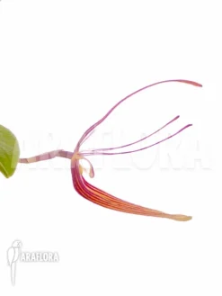 Orchid 'Restrepia Trichoglossa' -Green Haven Sales Store Restrepia trichoglossa 6