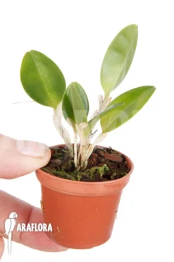 Orchid 'Restrepia Tsubotae' -Green Haven Sales Store Restrepia tsubotae 3