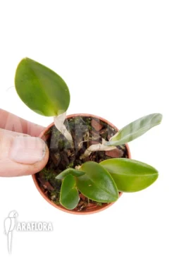 Orchid 'Restrepia Tsubotae' -Green Haven Sales Store Restrepia tsubotae 4